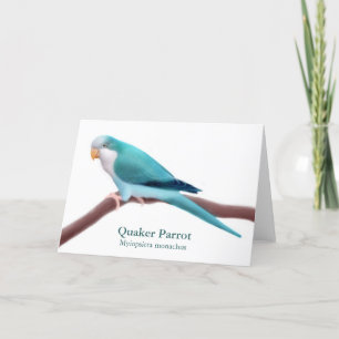 Blue Quaker Parrot Greeting Card