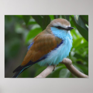 Blue Racket tailed Roller Bird poster FROM 14.95