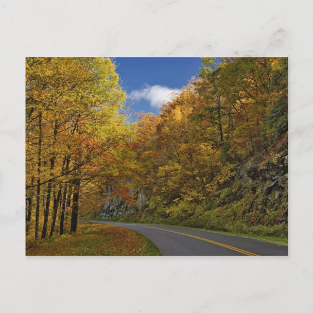 Blue Ridge Parkway curving through autumn colours Postcard (Front)