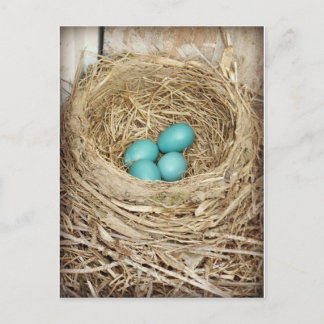 Blue Robin Egg Photographic Postcard