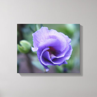 Blue Rose of Sharon 14 x 11 Canvas Print