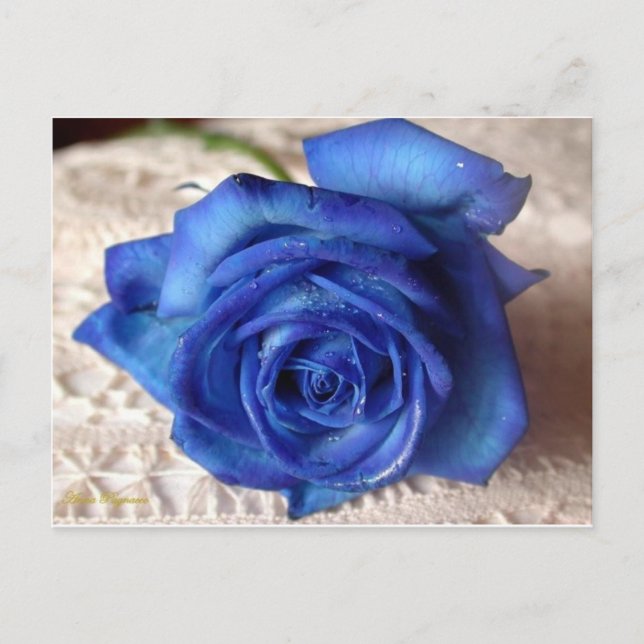 Blue Rose Postcard (Front)