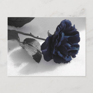 Blue Rose Postcard