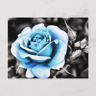 Blue rose postcard