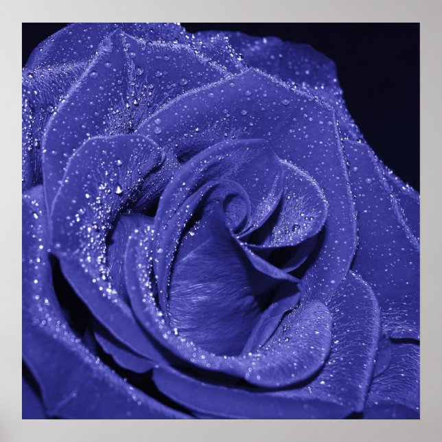 Blue Rose Poster (Front)