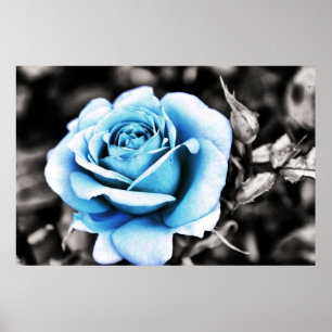Blue rose poster