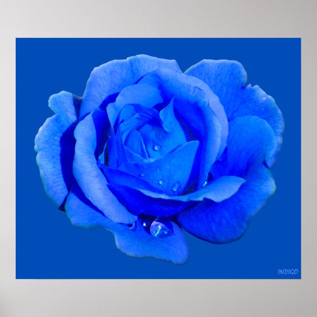 Blue Rose Poster Print Beautiful Flower Art Print (Front)