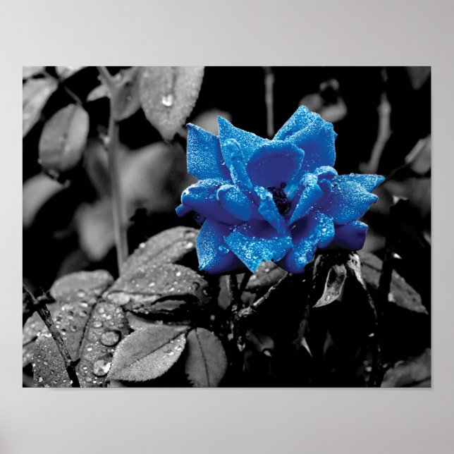 Blue Rose selective colour photo Poster (Front)