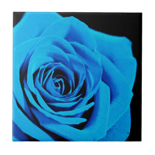Blue rose tile