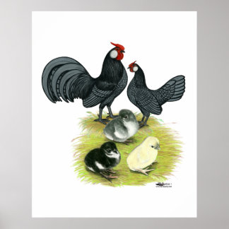 Blue Rosecomb Family Poster