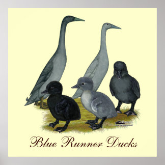 Blue Runner Duck Family Poster