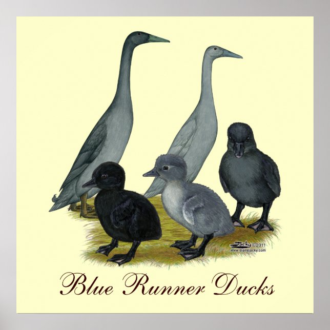 Blue Runner Duck Family Poster (Front)