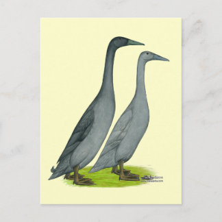 Blue Runner Ducks Postcard