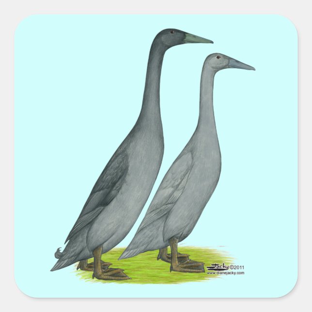 Blue Runner Ducks Square Sticker (Front)