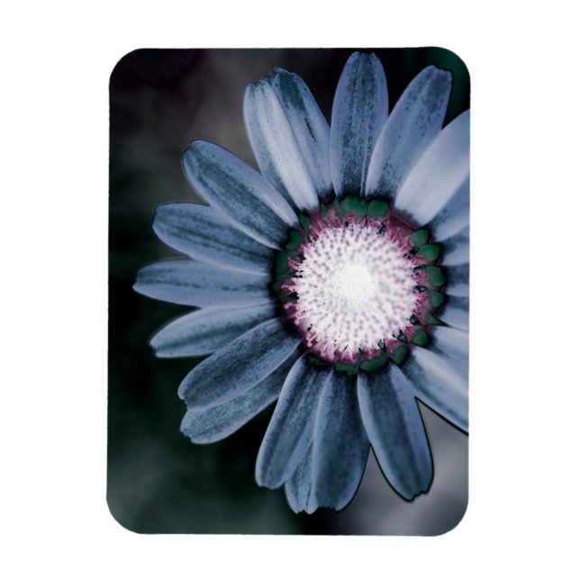 Blue Rustic Daisy Flexible Photo Magnet (Vertical)