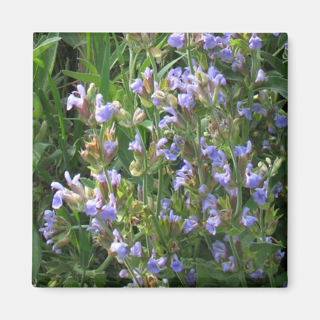 Blue Sage Flowers Magnet (Front)