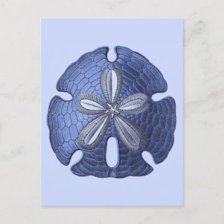 Blue Sand Dollar Postcard