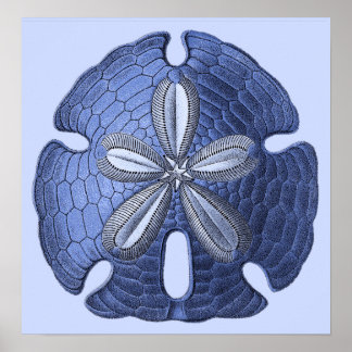 Blue Sand Dollar Poster Print