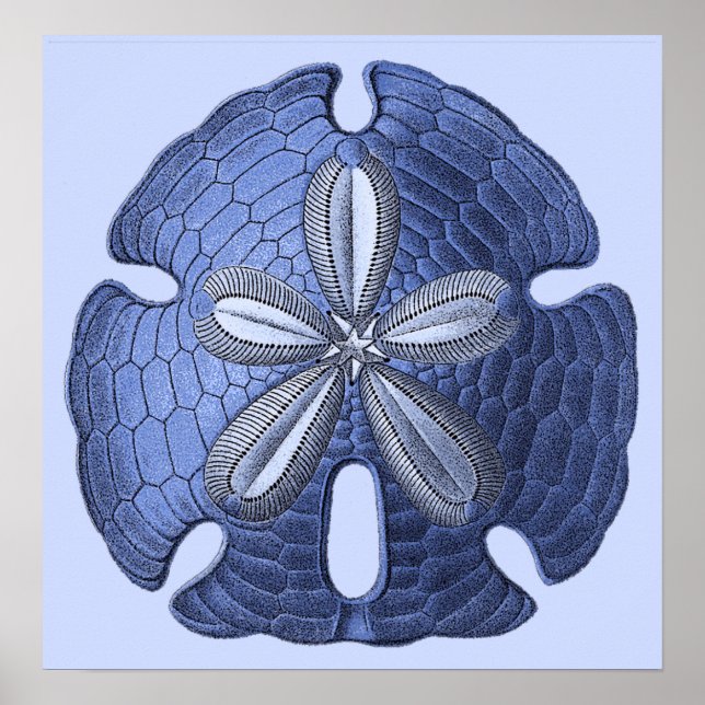 Blue Sand Dollar Poster Print (Front)