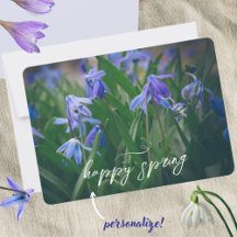 Blue scilla flowers in the spring garden