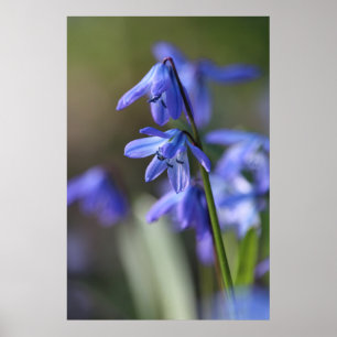 Blue Scilla siberica (Wood Squill) Flowers Poster