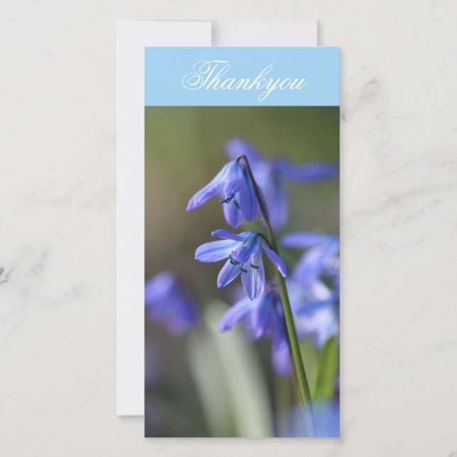 Blue Scilla siberica (Wood Squill) Flowers Thank You Card (Front)