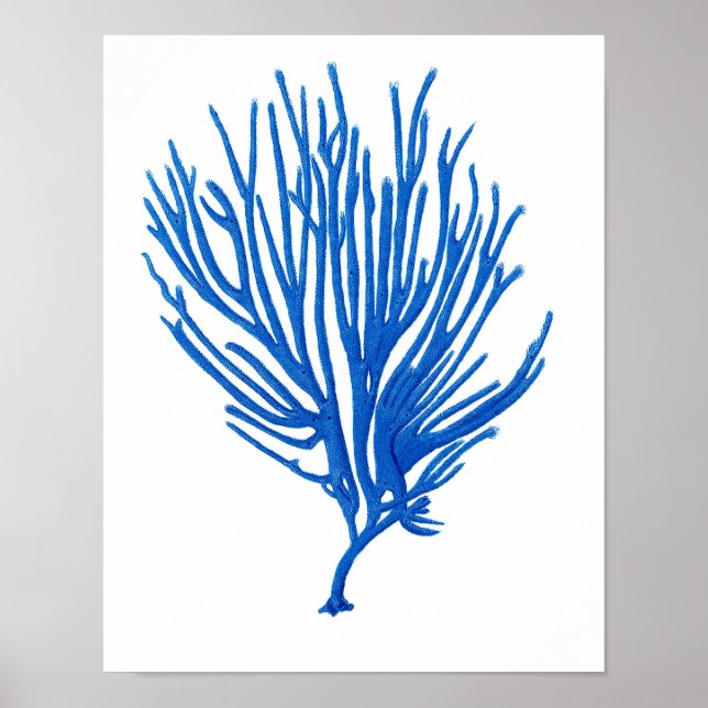 Blue Sea Coral Print #12 Coastal Wall Art Print (Front)