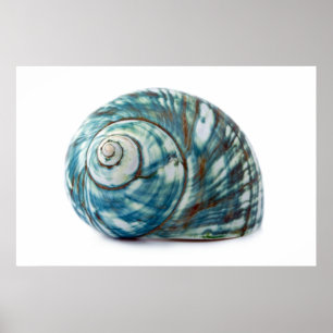 Blue Sea Shell Poster