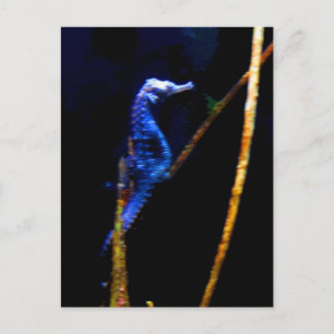 Blue Seahorse CB Postcard
