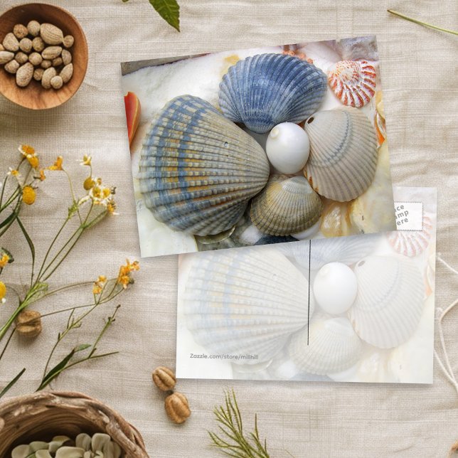 Blue Seashell Photography Postcards (Creator Uploaded)