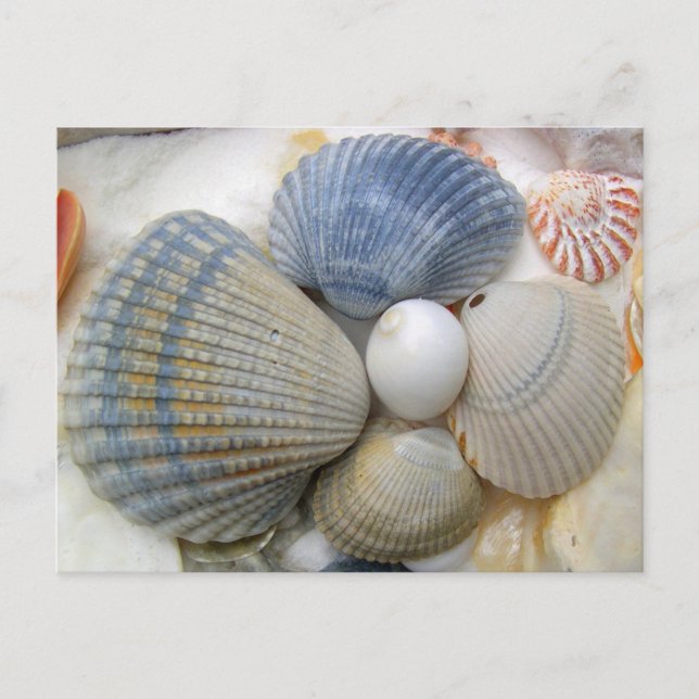 Blue Seashell Photography Postcards (Front)