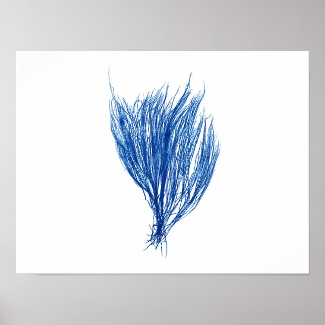 Blue Seaweed #2 size 42x32cm Poster (Front)