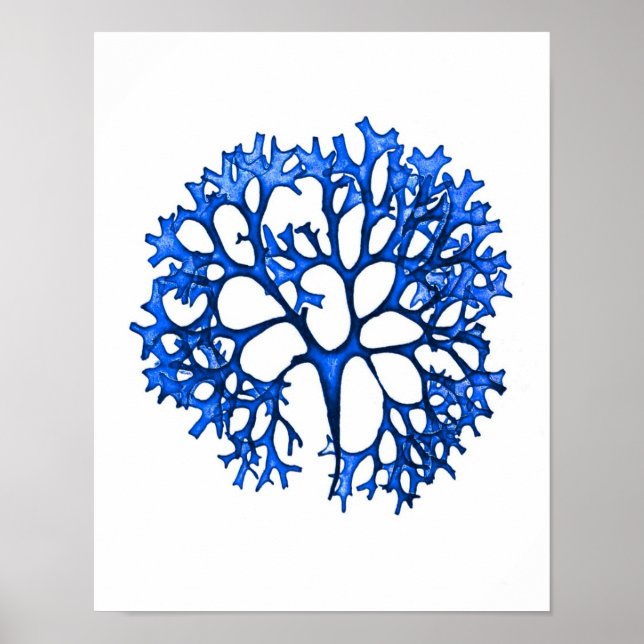 Blue Seaweed Print No. 12 Coastal Botanical Print. (Front)