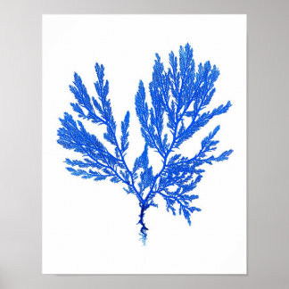 Blue Seaweed Print No. 4 Coastal Botanical Print.