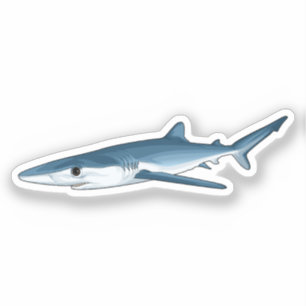 Blue Shark