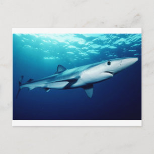 Blue Shark Postcard