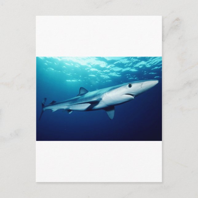 Blue Shark Postcard (Front)