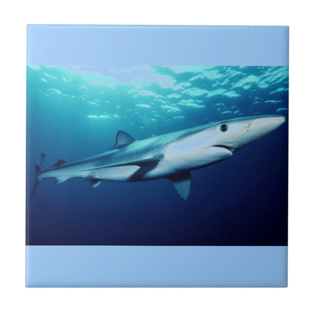 Blue Shark Tile (Front)