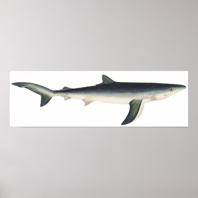 Blue Shark, Vintage Aquatic Ocean Marine Life Poster (Front)