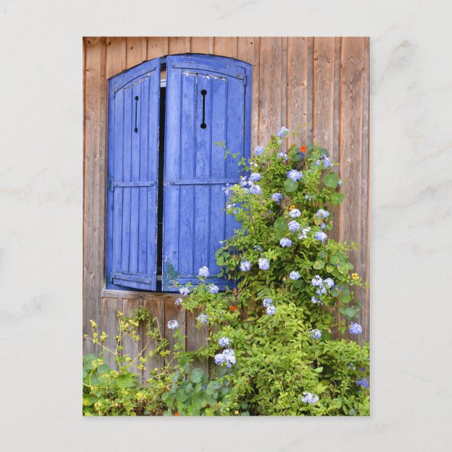 Blue shutters and flowers postcard (Front)
