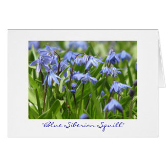 "Blue Siberian Squill"