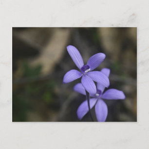 Blue Silky Orchid Postcard