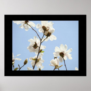 Blue Sky art prints White Blossom Flowers Magnolia