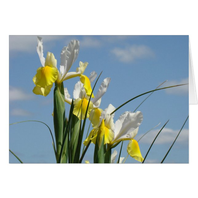 Blue Sky Cards Spring Yellow White Iris Flowers (Front Horizontal)