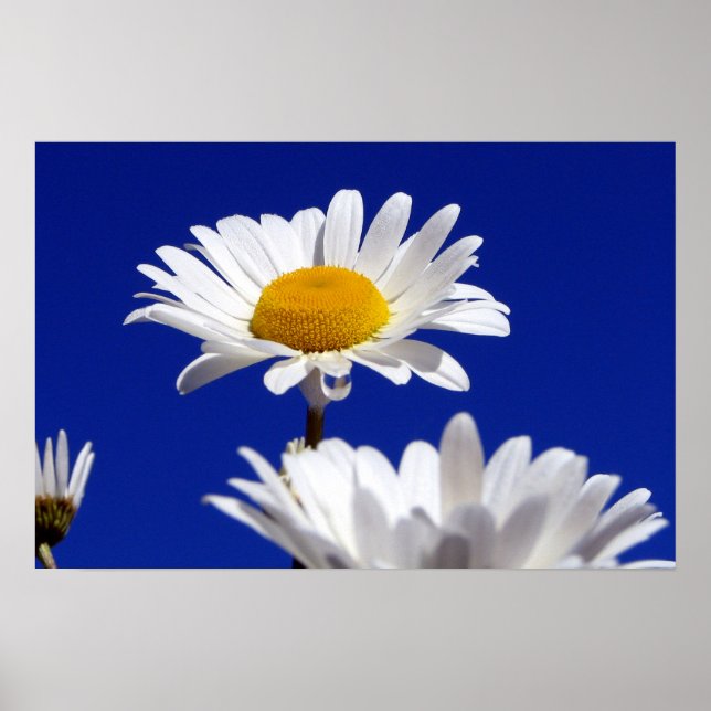 Blue Sky Daisies Poster (Front)