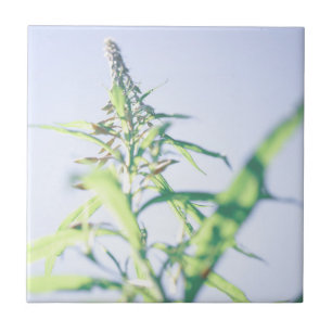 Blue Sky Green Plant Leaves Purple Flowers Tile