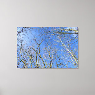 Blue Sky, Trees in Winter Canvas Print