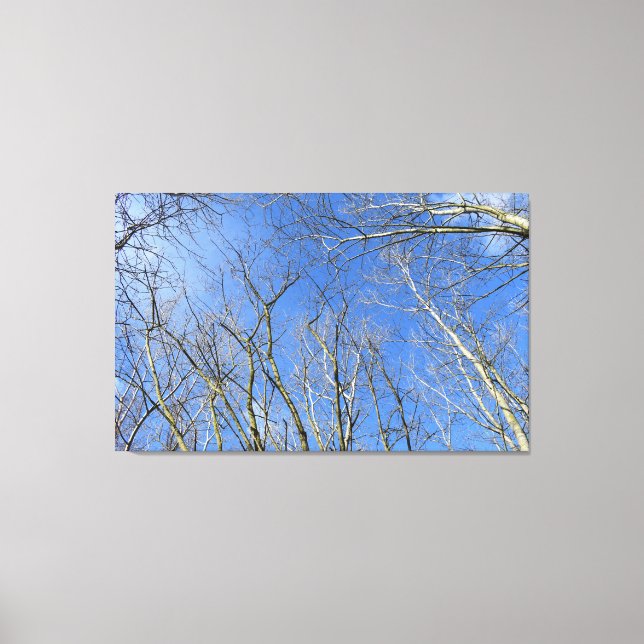 Blue Sky, Trees in Winter Canvas Print (Front)