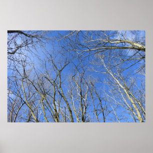 Blue Sky , Trees in Winter Poster