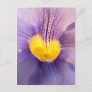 Blue skyflower macro photo postcard